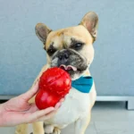 Gryzak dla psa Nylabone zabawka czerwona na przysmaki 4