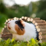 Relaxdays Drewniany most dla gryzoni 2 sztuki 2